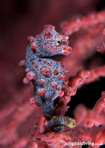 Portrait image of Pygmy Seahorse in Lembeh by David Henshaw 